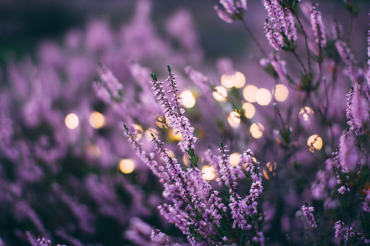 What are the benefits of lavender oil?